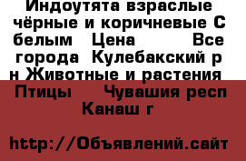 Индоутята взраслые чёрные и коричневые С белым › Цена ­ 450 - Все города, Кулебакский р-н Животные и растения » Птицы   . Чувашия респ.,Канаш г.